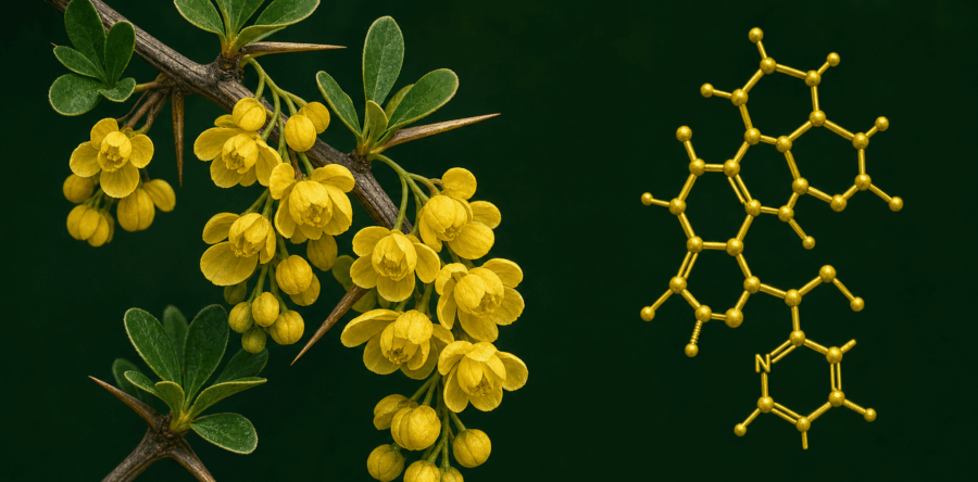 Berberine: wat is het en wat zegt het onderzoek?