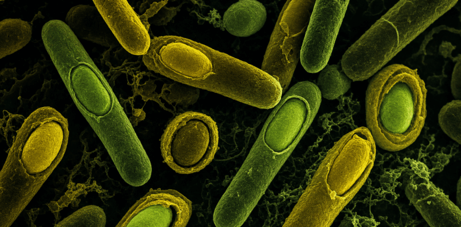 MegaSporeBiotic: wat zijn sporenvormende probiotica?